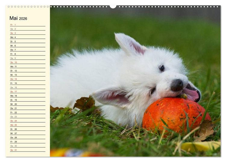 Produktbild: Wei&szlig;er Schweizer Sch&auml;ferhund - Ein Tag im Leben einer Hundefamilie (hochwertiger Premium Wandkalender 2026 DIN A2 quer), Kunstdruck in Hochglanz