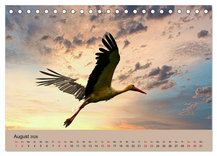 Produktbild: Der Storchenkalender (Tischkalender 2026 DIN A5 quer), CALVENDO Monatskalender