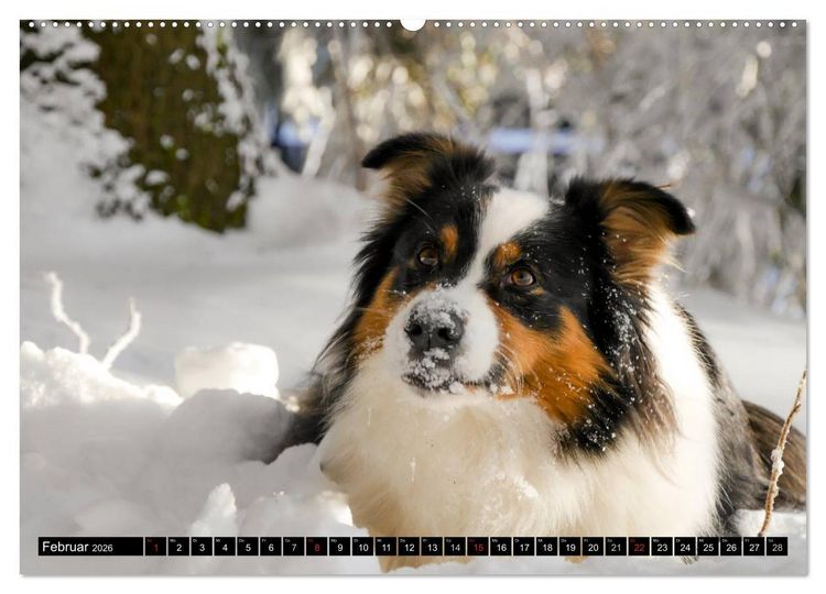 Produktbild: Australian Shepherd - Lebensfreude auf vier Pfoten (Wandkalender 2026 DIN A2 quer), CALVENDO Monatskalender