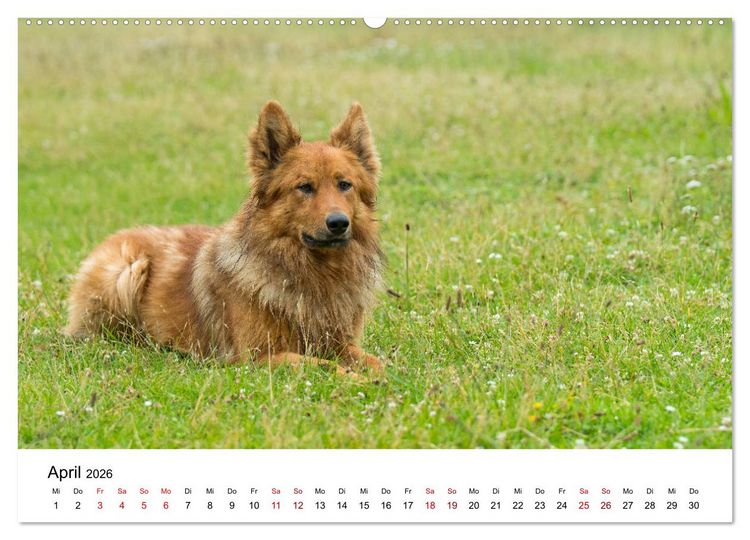 Produktbild: Alte Nutztierrassen 2026 (Wandkalender 2026 DIN A2 quer), CALVENDO Monatskalender