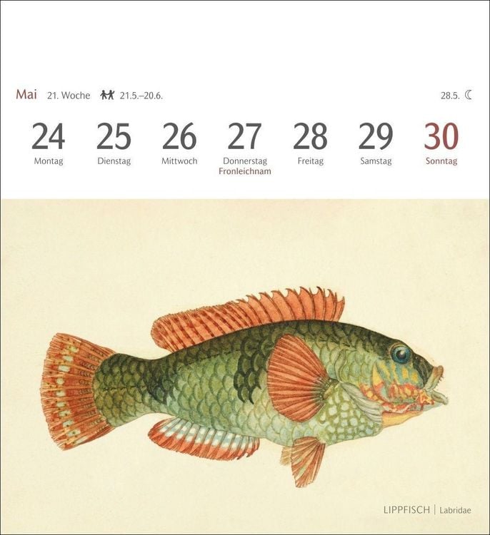Produktbild: Fische Postkartenkalender 2027 - Postkartenkalender mit 53 historischen Zeichnungen
