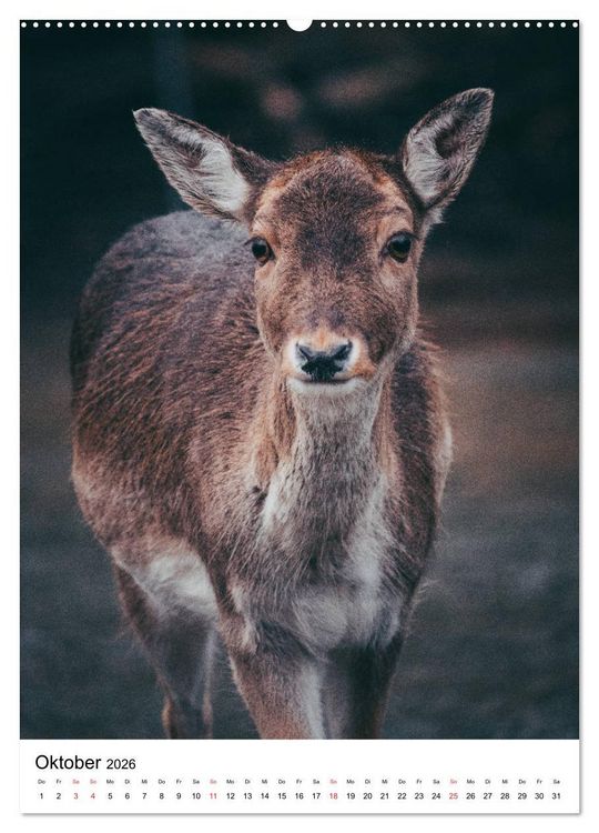 Produktbild: Wilde Nachbarn: Rotwild (hochwertiger Premium Wandkalender 2026 DIN A2 hoch), Kunstdruck in Hochglanz