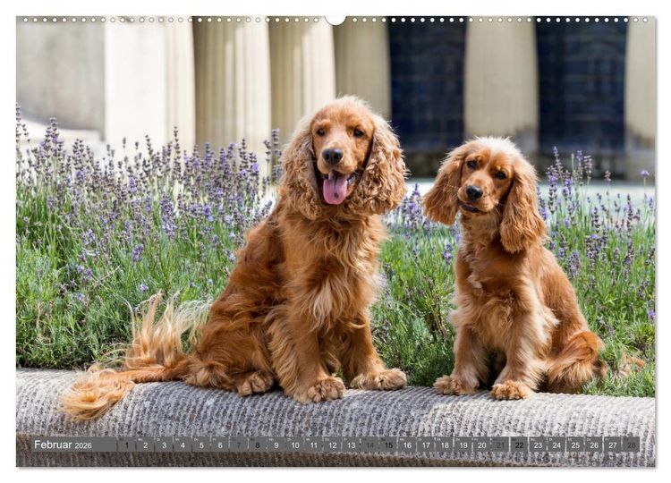 Produktbild: English Cocker Spaniels - Ein Spaziergang im Park (hochwertiger Premium Wandkalender 2026 DIN A2 quer), Kunstdruck in Hochglanz