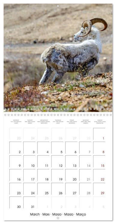 Produktbild: Wildlife in Alaska (Wall Calendar 2026 12 &times; 12 Inch) CALVENDO 12 Month Wall Calendar