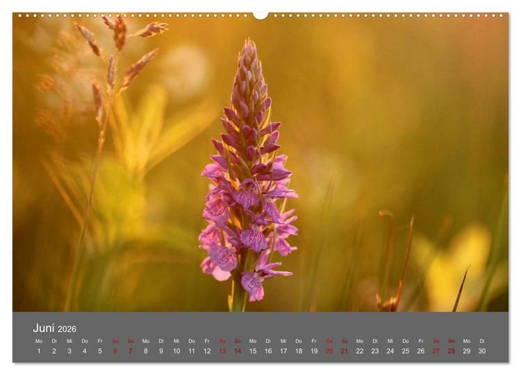 Produktbild: Wahner Heide - Aussichten und Begegnungen (Wandkalender 2026 DIN A2 quer), CALVENDO Monatskalender