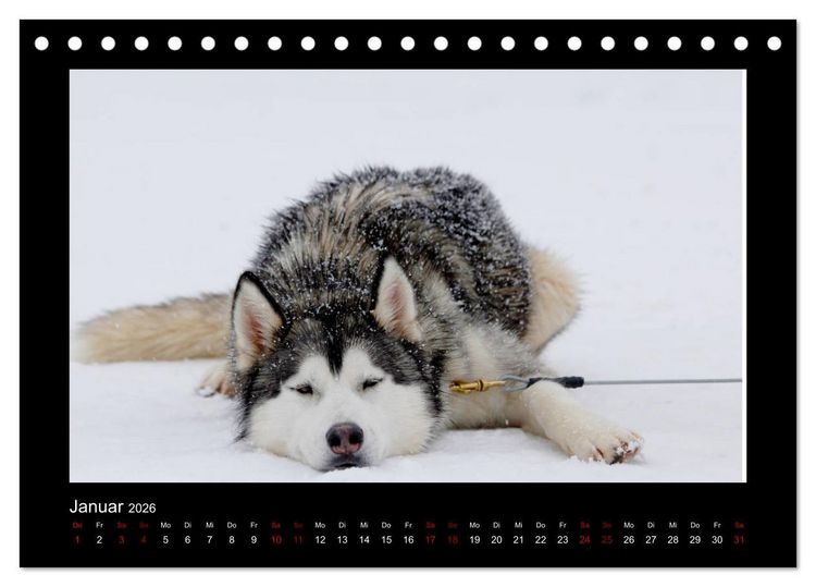 Produktbild: Huskys im Schnee (Tischkalender 2026 DIN A5 quer), CALVENDO Monatskalender