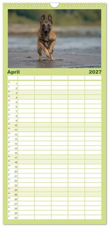 Produktbild: Familienplaner 2027 - Belgischer Sch&auml;ferhund - Der Malinois in Action mit 5 Spalten (Wandkalender, 21 x 45 cm) CALVENDO