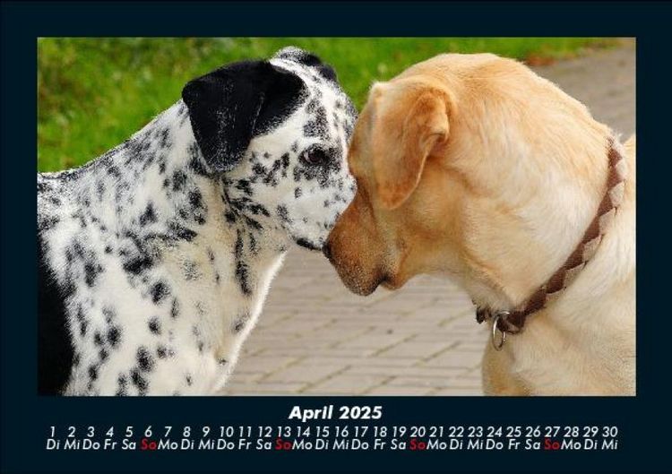 Produktbild: Hunde Kalender 2025 Fotokalender DIN A5