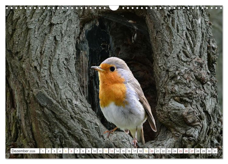 Produktbild: Das Rotkehlchen, ein Kleiner ganz Gro&szlig; (Wandkalender 2026 DIN A3 quer), CALVENDO Monatskalender