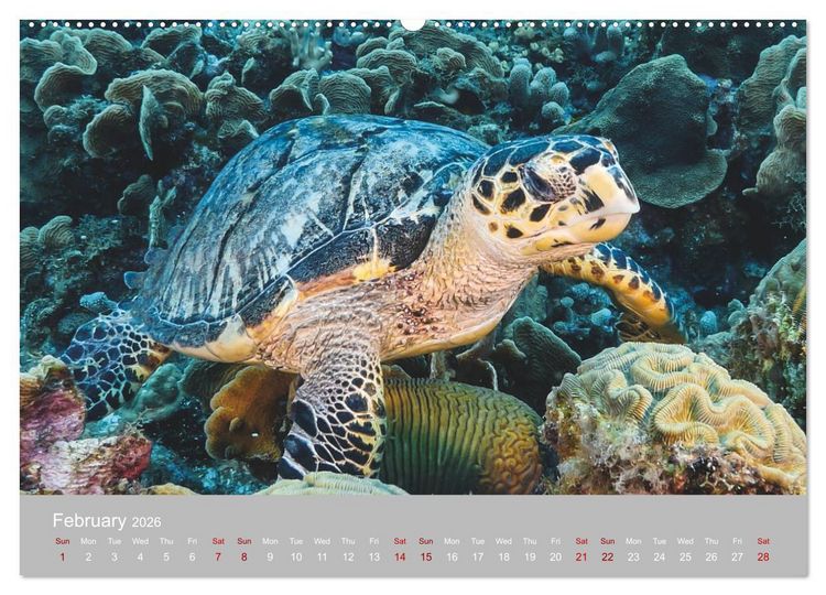 Produktbild: Caribbean Sea Turtles (High Quality Premium Wall Calendar 2026 DIN A2 landscape),CALVENDO 12 Month Wall Calendar
