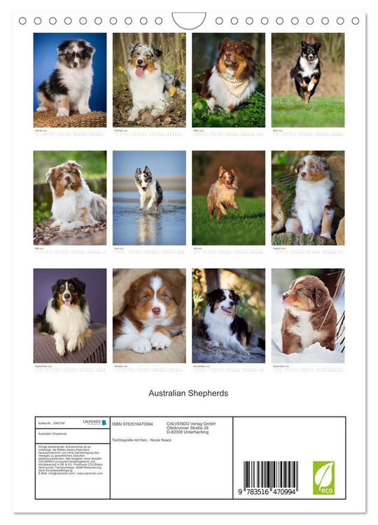 Produktbild: Australian Shepherds (Wandkalender 2026 DIN A4 hoch), CALVENDO Monatskalender