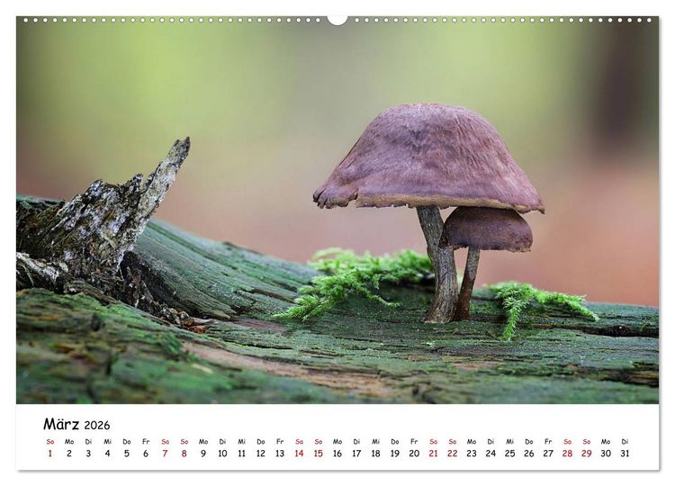 Produktbild: Pilzgalerie - Die bunte Welt der Baumpilze (Wandkalender 2026 DIN A2 quer), CALVENDO Monatskalender