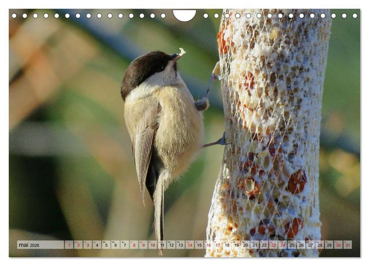 Produktbild: Jolis oiseaux de jardin (Calendrier mural 2026 DIN A4 vertical), CALVENDO calendrier mensuel
