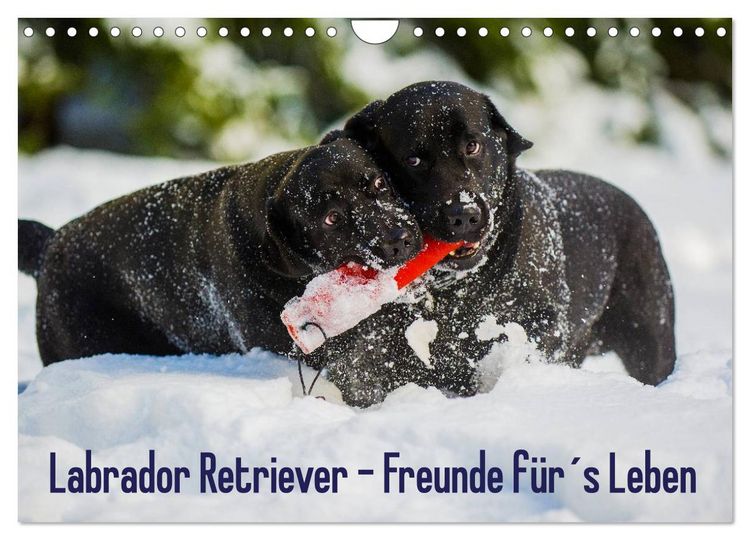 Produktbild: Labrador Retriever - Freunde f&uuml;r&acute;s Leben (Wandkalender 2026 DIN A4 quer), CALVENDO Monatskalender