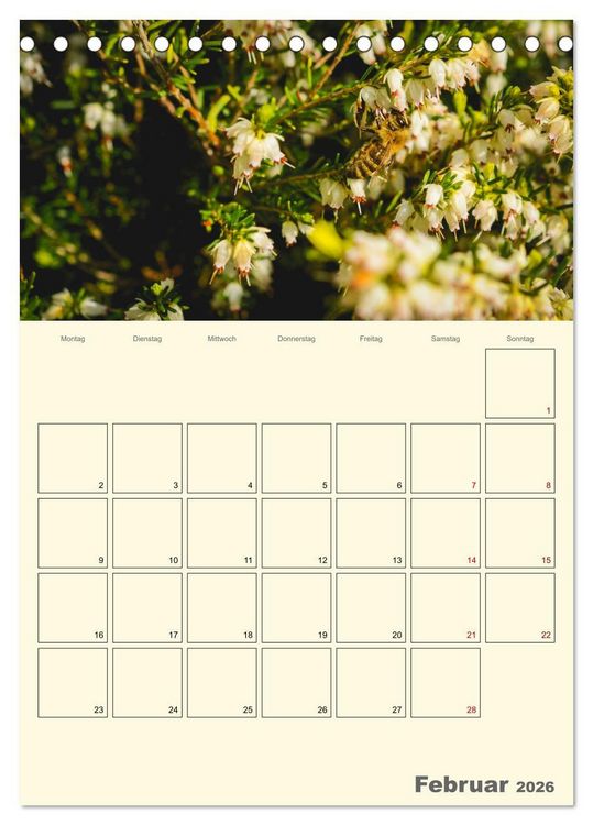 Produktbild: Bienen im Naturgarten (Tischkalender 2026 DIN A5 hoch), CALVENDO Monatskalender