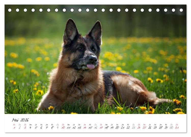 Produktbild: Deutsche Sch&auml;ferhunde - Traumhunde (Tischkalender 2026 DIN A5 quer), CALVENDO Monatskalender