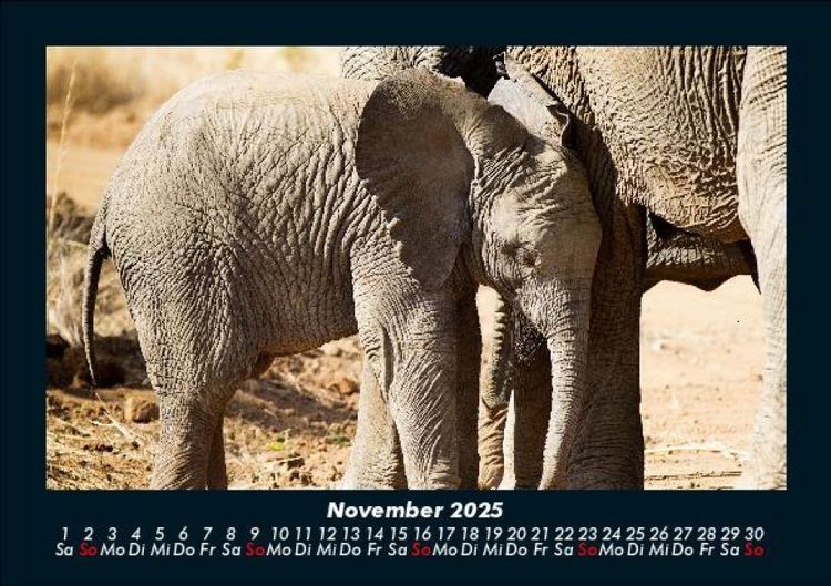 Produktbild: Der Elefantenkalender 2025 Fotokalender DIN A5