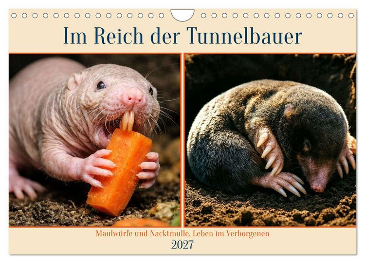 Produktbild: Im Reich der Tunnelbauer - Maulw&uuml;rfe und Nacktmulle, Leben im Verborgenen (Wandkalender 2027 DIN A4 quer), CALVENDO Monatskalender