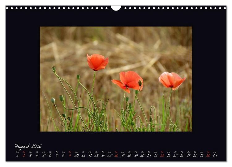 Produktbild: MOHNographie (Wandkalender 2026 DIN A3 quer), CALVENDO Monatskalender