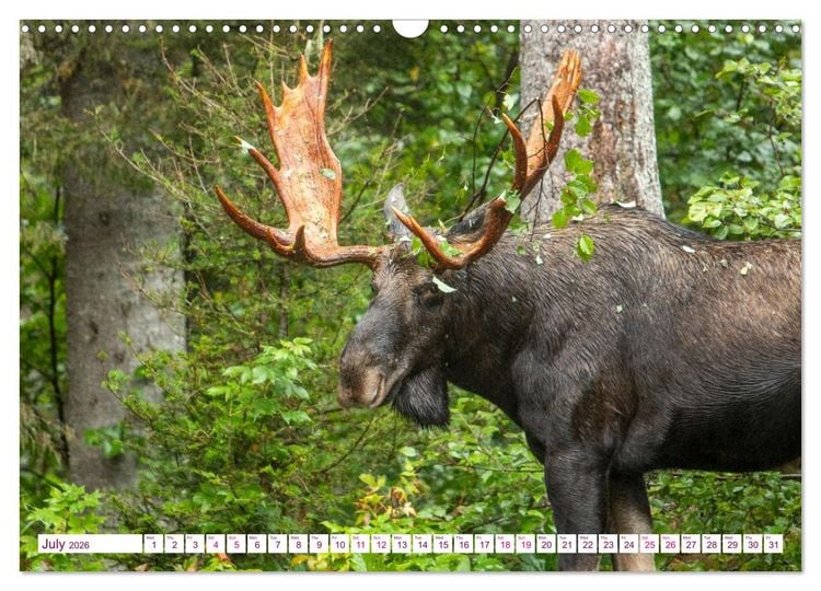 Produktbild: THE NORTHERN WOODLANDS MOOSE (Wall Calendar 2026 DIN A3 landscape), CALVENDO 12 Month Wall Calendar