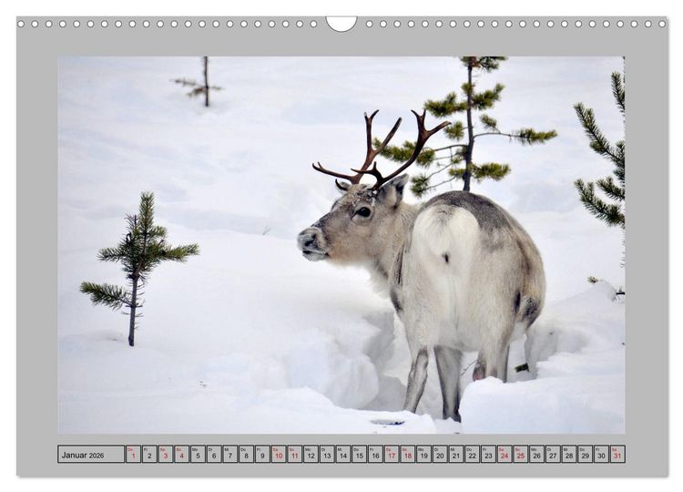 Produktbild: Rentiere im Hohen Norden (Wandkalender 2026 DIN A3 quer), CALVENDO Monatskalender