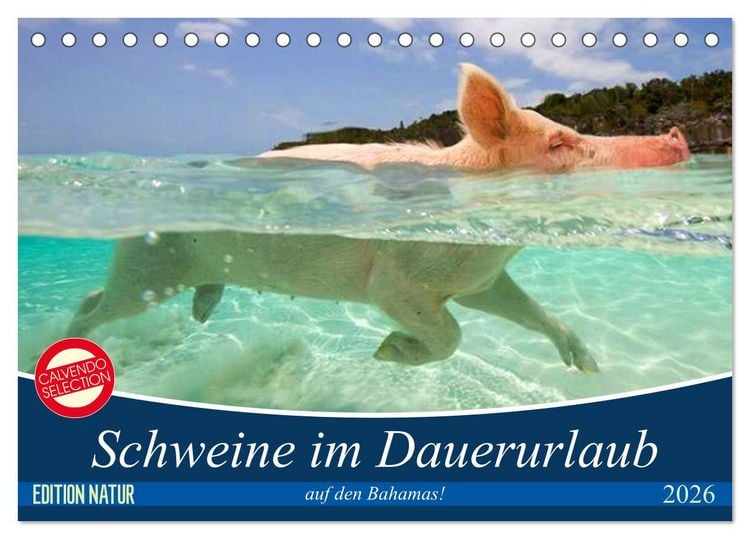 Produktbild: Schweine im Dauerurlaub auf den Bahamas! (Tischkalender 2026 DIN A5 quer), CALVENDO Monatskalender