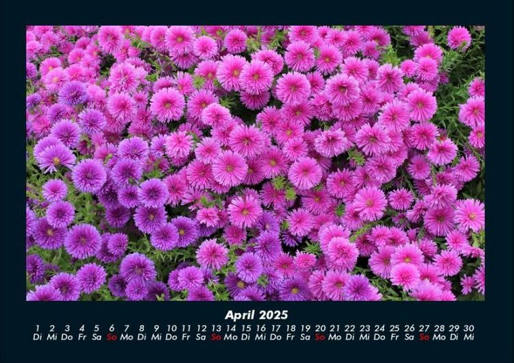 Produktbild: Pflanzen und Bl&uuml;ten 2025 Fotokalender DIN A4