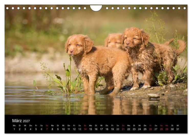 Produktbild: Toller - Nova Scotia Duck Tolling Retriever (Wandkalender 2027 DIN A4 quer), CALVENDO Monatskalender
