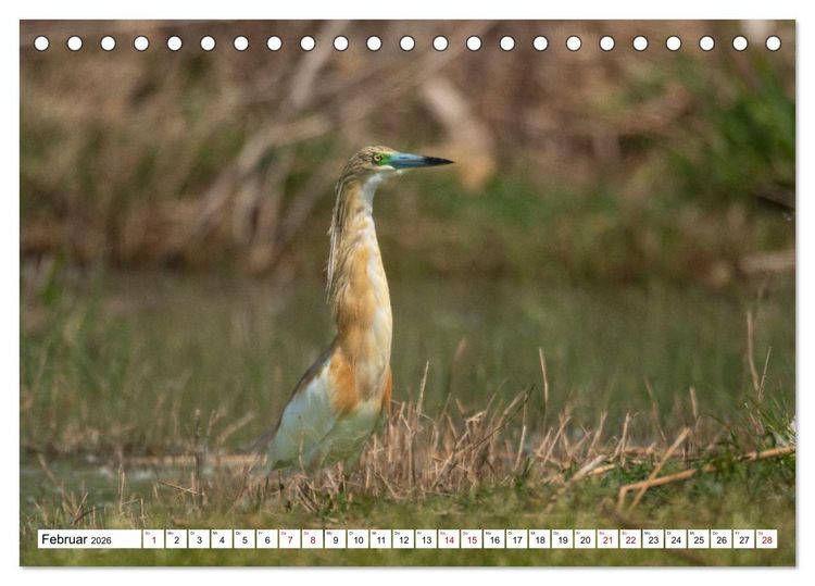 Produktbild: Vogelparadies Volvi-See (Tischkalender 2026 DIN A5 quer), CALVENDO Monatskalender