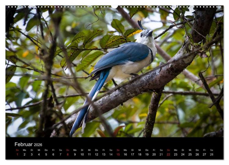 Produktbild: Costa Rica. Faszinierende Tierwelt (hochwertiger Premium Wandkalender 2026 DIN A2 quer), Kunstdruck in Hochglanz