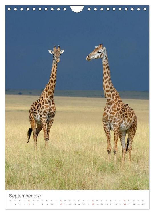Produktbild: Magie des Augenblicks - Giraffen - Riesen der Savanne (Wandkalender 2027 DIN A4 hoch), CALVENDO Monatskalender