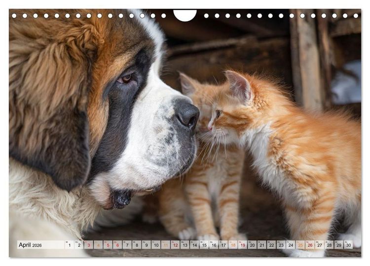Produktbild: Hund und Katze - Tierische Freunde (Wandkalender 2026 DIN A4 quer), CALVENDO Monatskalender