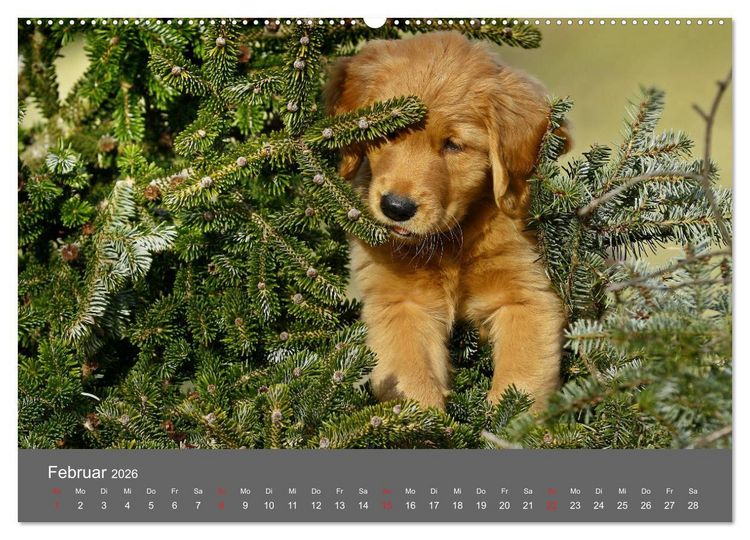 Produktbild: Chesley Kleiner Hund grosse Abenteuer (Wandkalender 2026 DIN A2 quer), CALVENDO Monatskalender