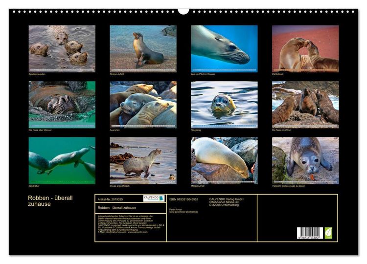 Produktbild: Robben - &uuml;berall zuhause (Wandkalender 2026 DIN A2 quer), CALVENDO Monatskalender