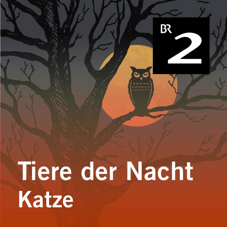 Produktbild: Tiere der Nacht: Katze