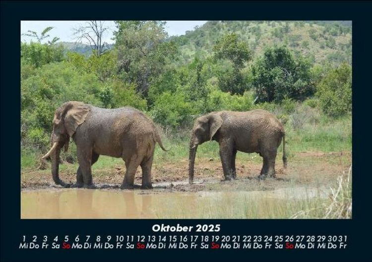 Produktbild: Der Elefantenkalender 2025 Fotokalender DIN A5