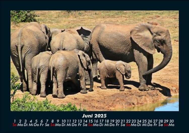 Produktbild: Der Elefantenkalender 2025 Fotokalender DIN A5