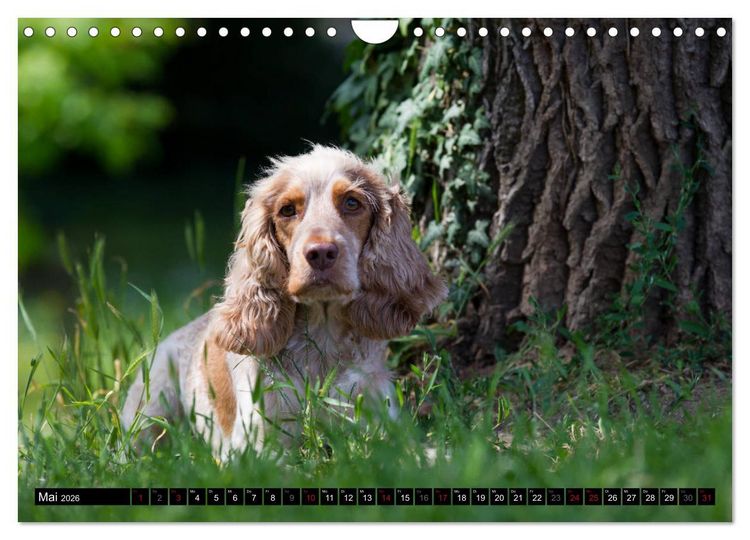 Produktbild: English Cocker Spaniel - Fr&ouml;hliche Gesellen (Wandkalender 2026 DIN A4 quer), CALVENDO Monatskalender
