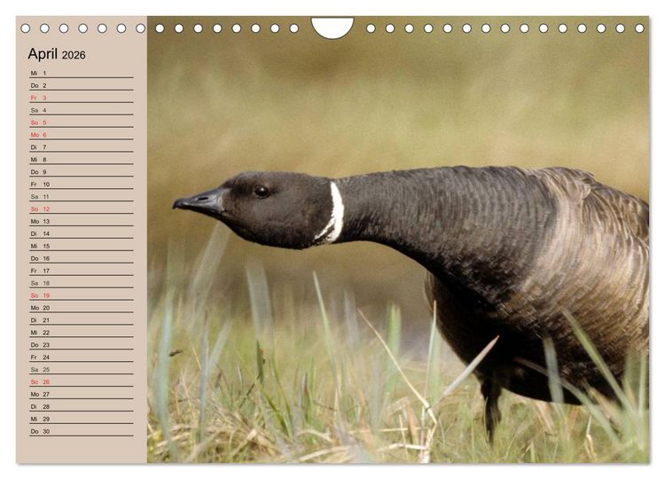 Produktbild: G&auml;nse und Enten. Schnattern, watscheln, quaken! (Wandkalender 2026 DIN A4 quer), CALVENDO Monatskalender