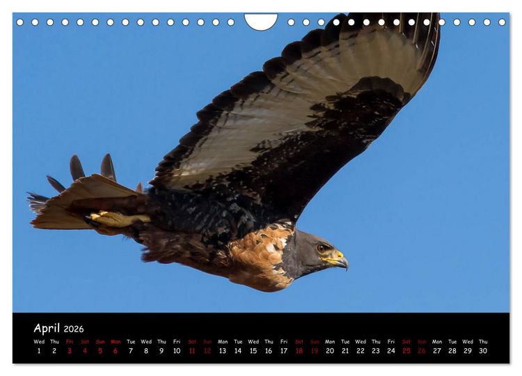 Produktbild: Birds of South Africa (Wall Calendar 2026 DIN A4 landscape), CALVENDO 12 Month Wall Calendar