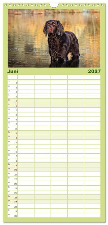 Produktbild: Familienplaner 2027 - Jagdhund im Portrait - Deutsch Langhaar mit 5 Spalten (Wandkalender, 21 x 45 cm) CALVENDO