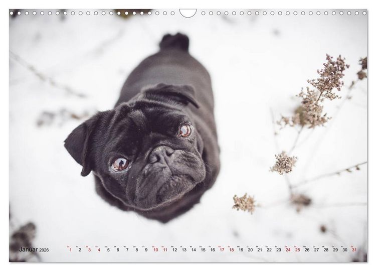 Produktbild: Diesels Welt (Wandkalender 2026 DIN A3 quer), CALVENDO Monatskalender