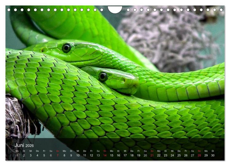 Produktbild: Giftschlangen (Wandkalender 2026 DIN A4 quer), CALVENDO Monatskalender