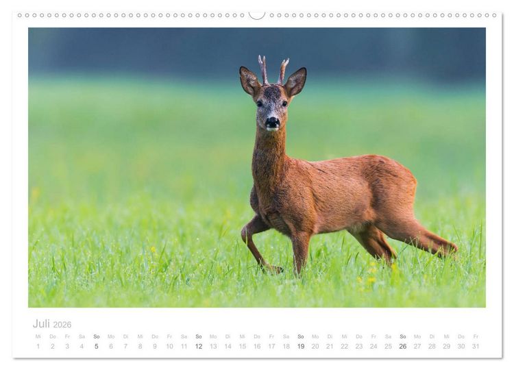 Produktbild: Rehwild 2026 (hochwertiger Premium Wandkalender 2026 DIN A2 quer), Kunstdruck in Hochglanz