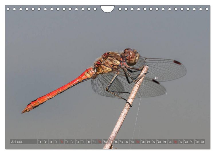 Produktbild: Libellen - Fliegende Edelsteine (Wandkalender 2026 DIN A4 quer), CALVENDO Monatskalender