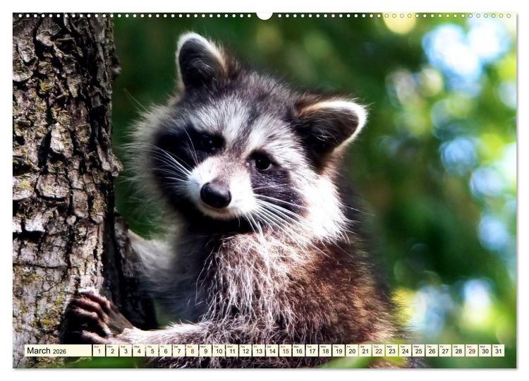 Produktbild: Small and large bears (Wall Calendar 2026 DIN A2 landscape), CALVENDO 12 Month Wall Calendar