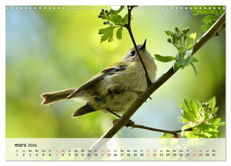 Produktbild: OISEAUX des Jardins et For&ecirc;ts (Calendrier mural 2026 DIN A3 vertical), CALVENDO calendrier mensuel