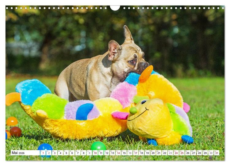 Produktbild: Kleiner Kobold Franz&ouml;sische Bulldogge (Wandkalender 2026 DIN A3 quer), CALVENDO Monatskalender