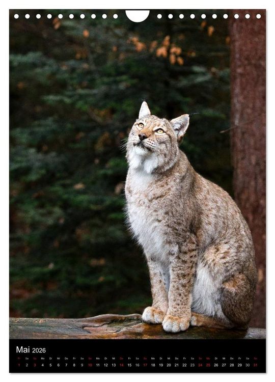 Produktbild: Der Luchs - Europas gr&ouml;&szlig;te Samtpfote (Wandkalender 2026 DIN A4 hoch), CALVENDO Monatskalender