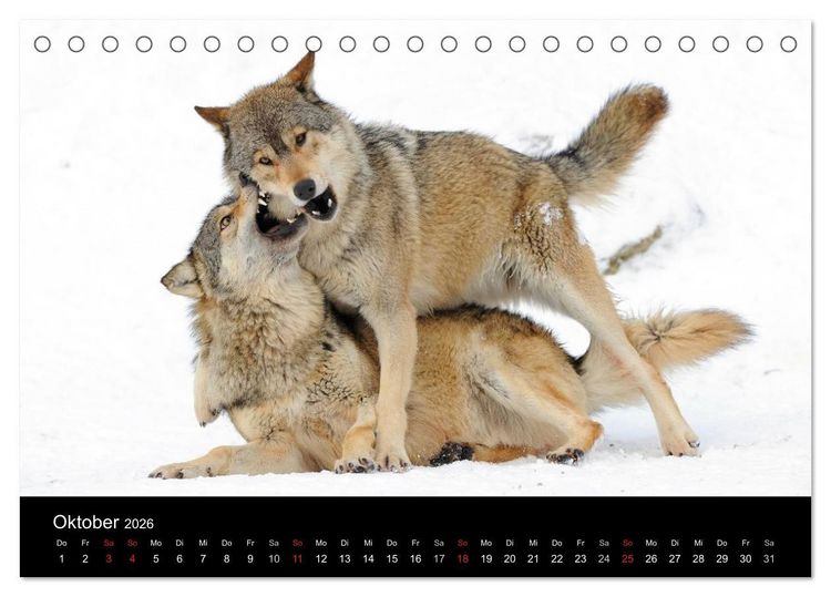 Produktbild: Kanadische W&ouml;lfe im Winter (Tischkalender 2026 DIN A5 quer), CALVENDO Monatskalender